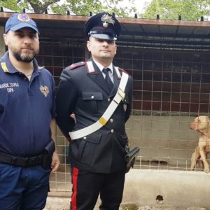 Nola, cani senza chip e con code ed orecchie tagliate. Denunciato 35enne per maltrattamento. Scoperti cani di varie razze detenuti in box